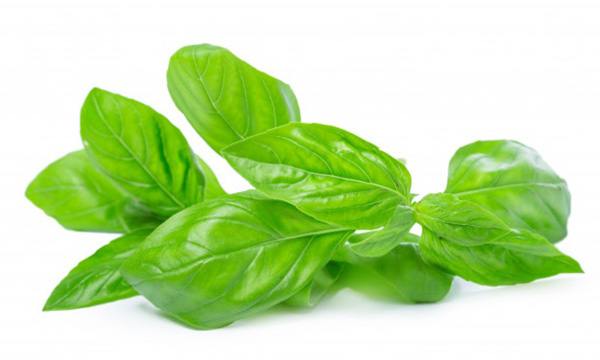 Basil