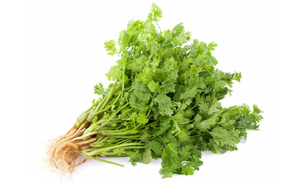 Coriander