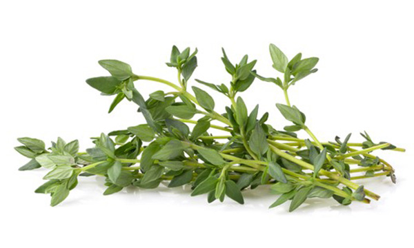Thyme