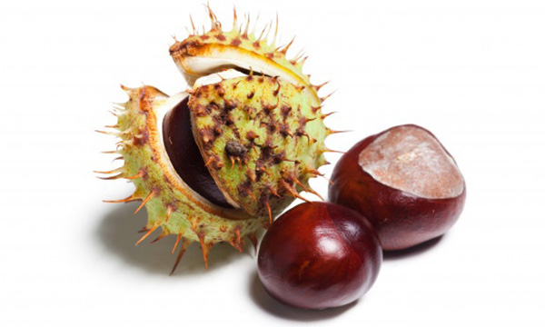 Chestnut