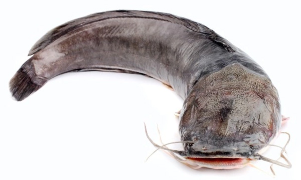Catfish