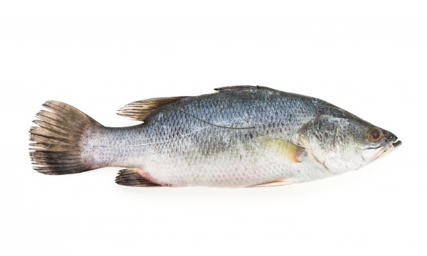White Bass