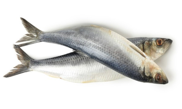 Herring