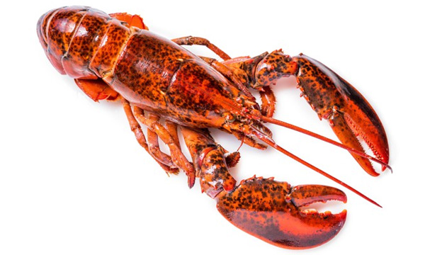 Lobster