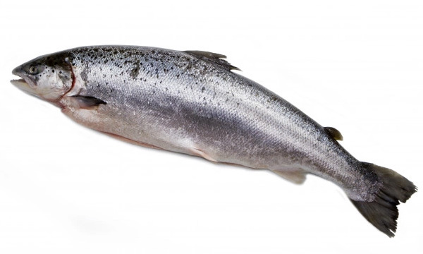Salmon