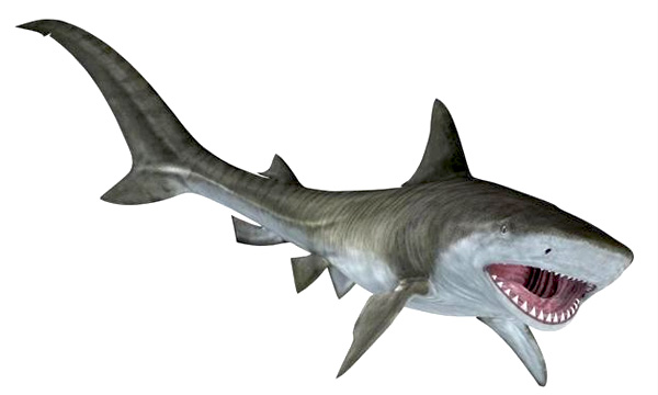Shark