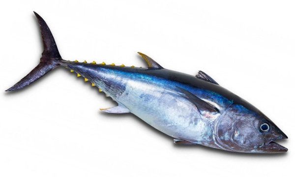 Tuna