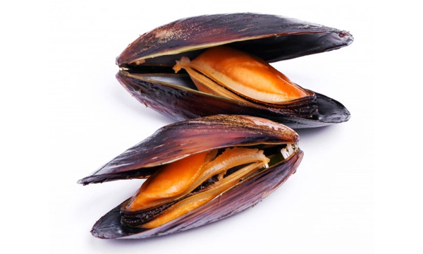 Mussels