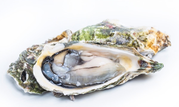 Oysters