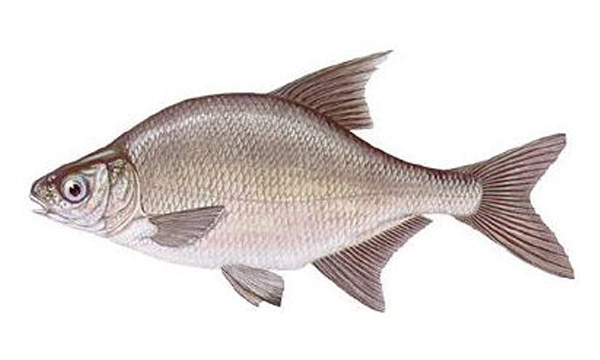 Fresh Bluegill (Bream) 